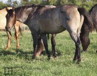 Miss Bee Bee's 2016 Filly